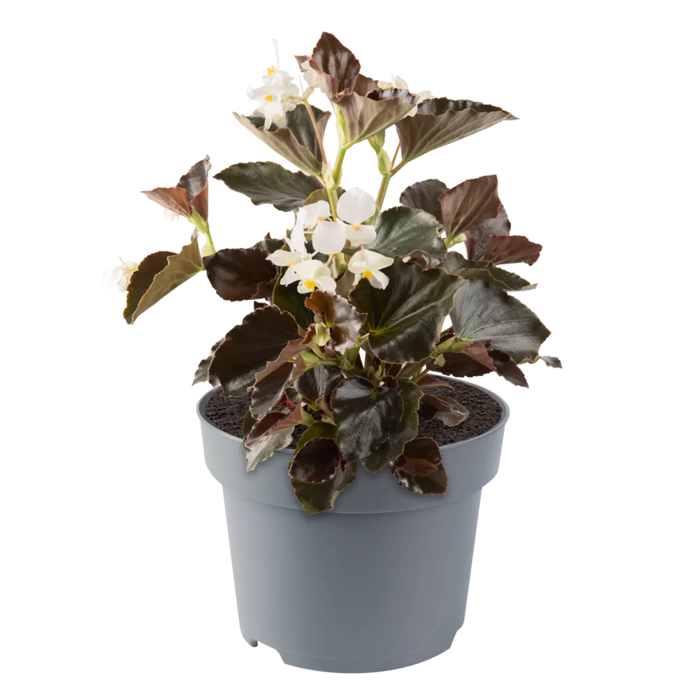 Begonia x hybrida Megawatt™ White Bronze Leaf