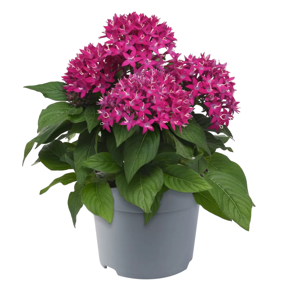 Pentas lanceolata Lucky Star Violet Impr. 