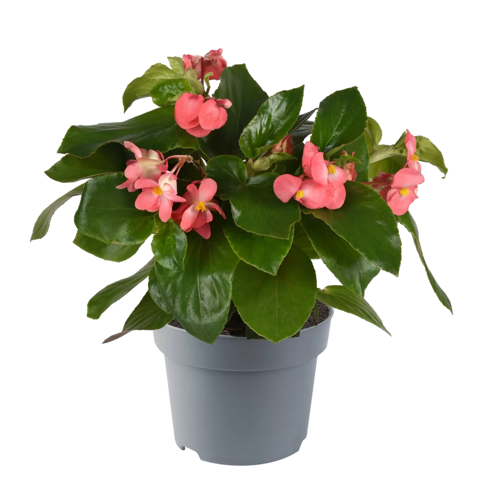 Begonia x hybrida Dragon Wing® Pink
