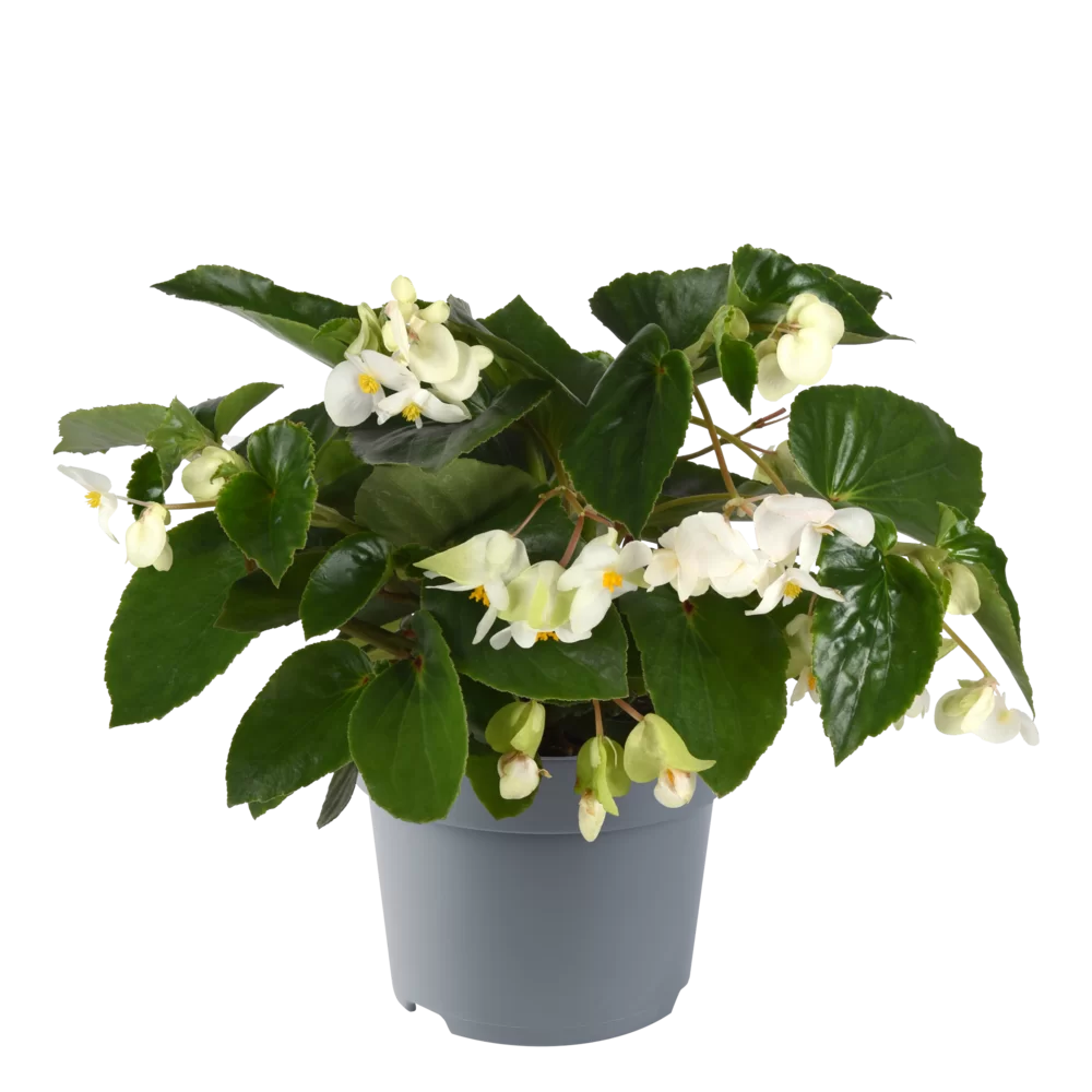 Begonia x hybrida Dragon Wing® White