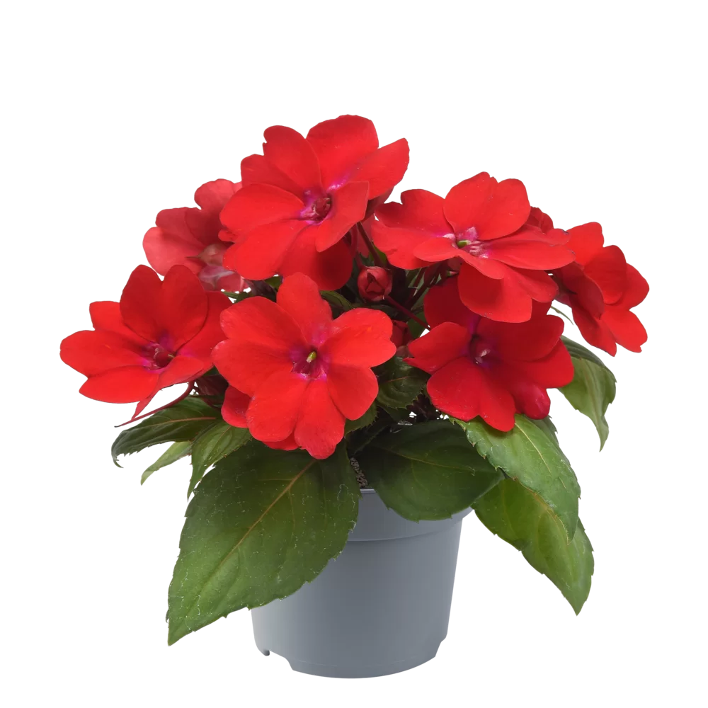 Impatiens New Guinea Solarscape® Red Glow