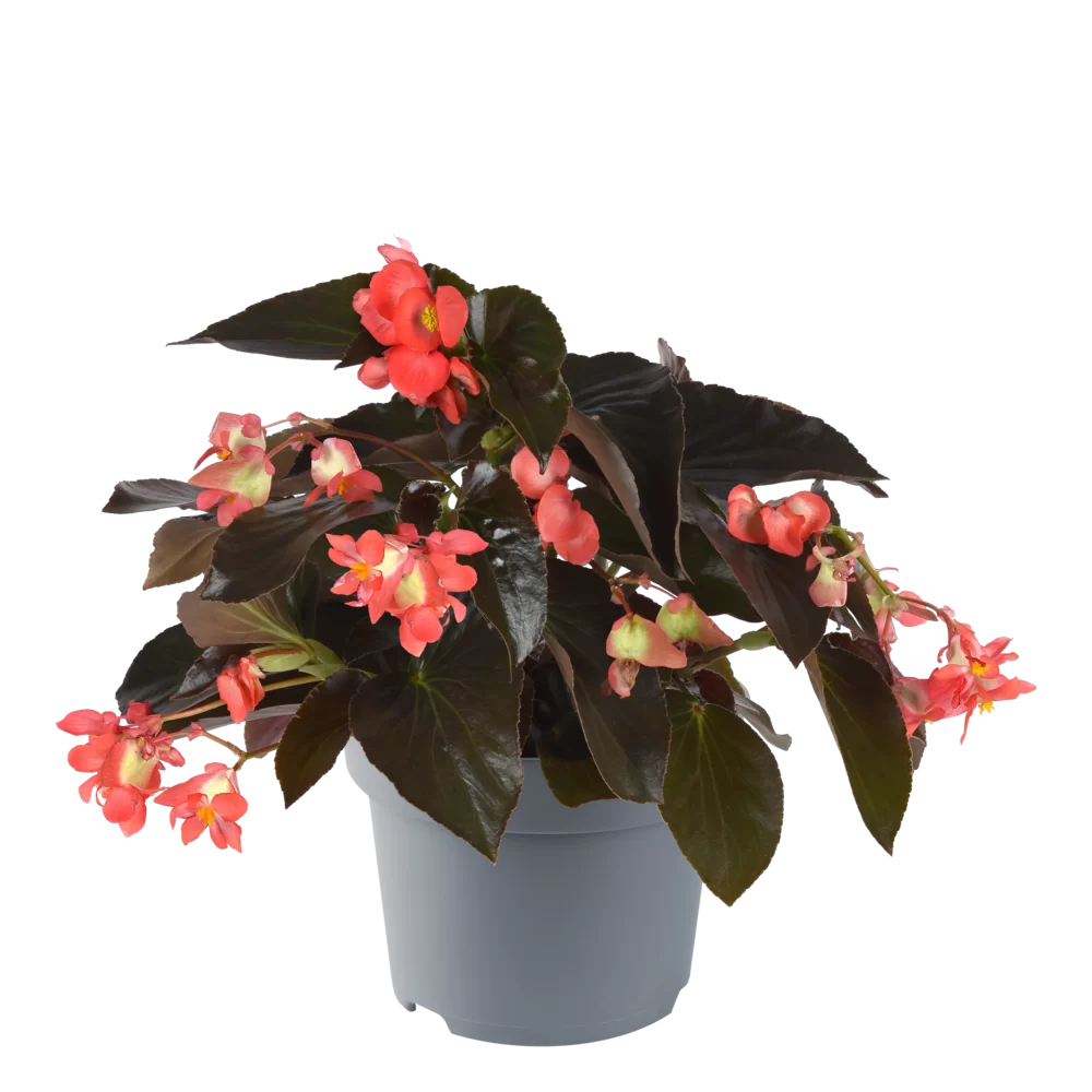 Begonia x hybrida Dragon Wing® Bronze Leaved Red