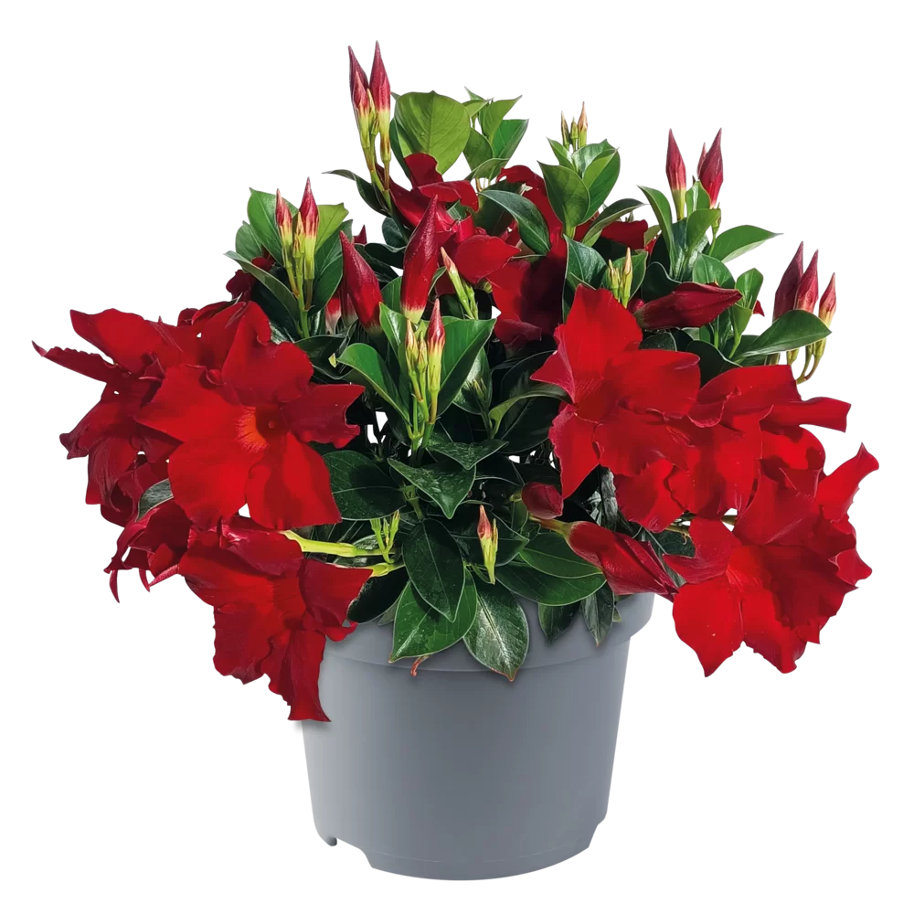 Mandevilla sanderi Sundaville® Verona