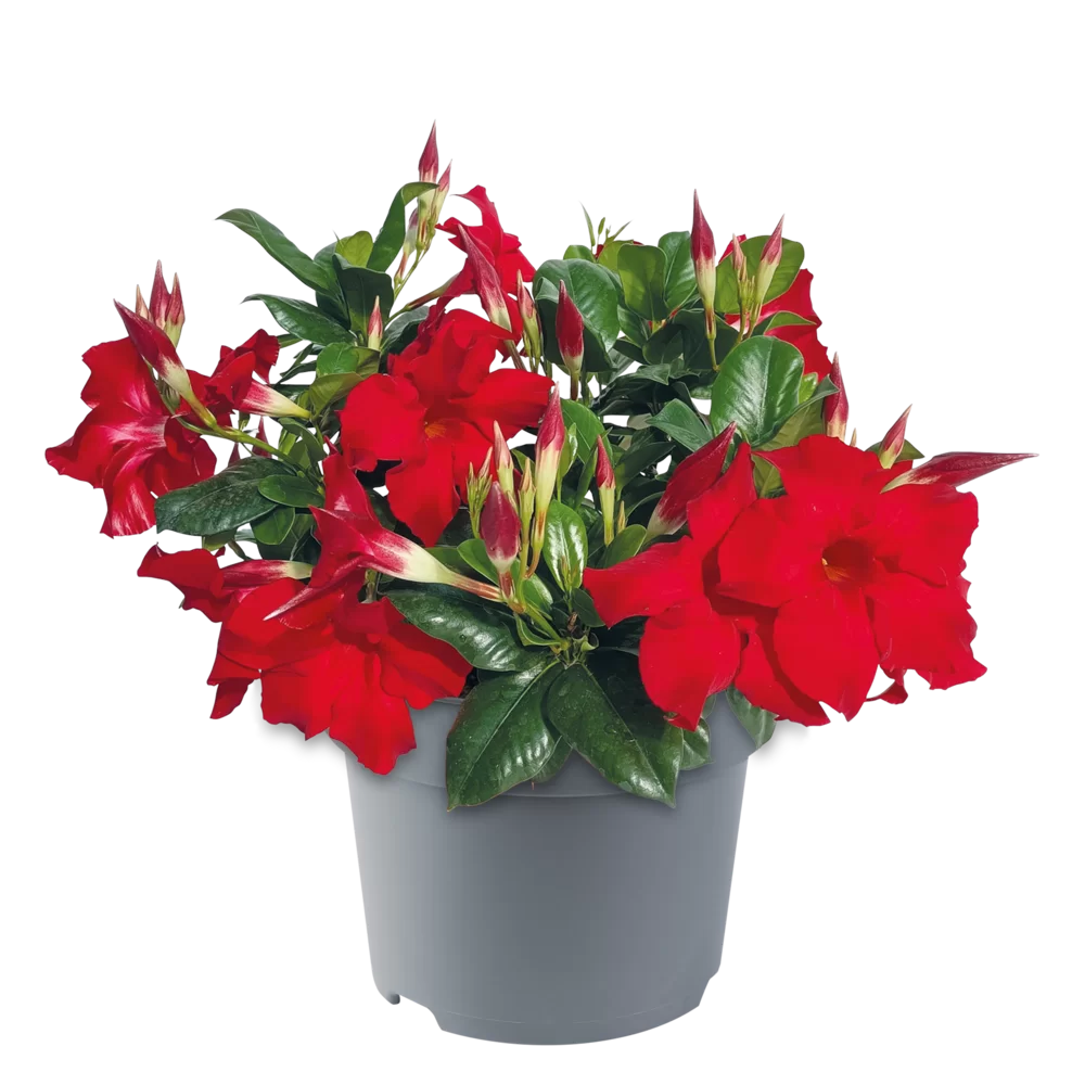 Mandevilla sanderi Sundaville® Bordeaux