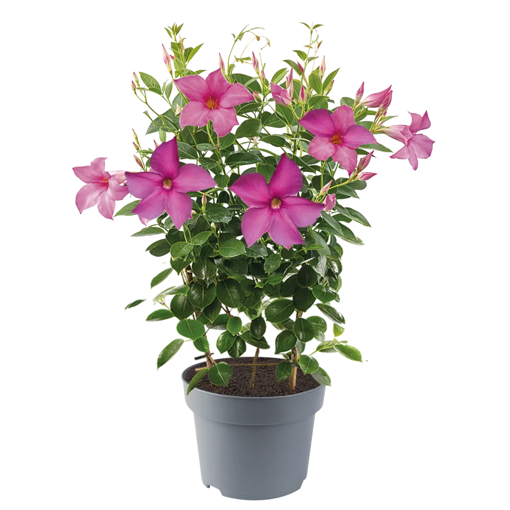 Mandevilla sanderi Amethyst Violet
