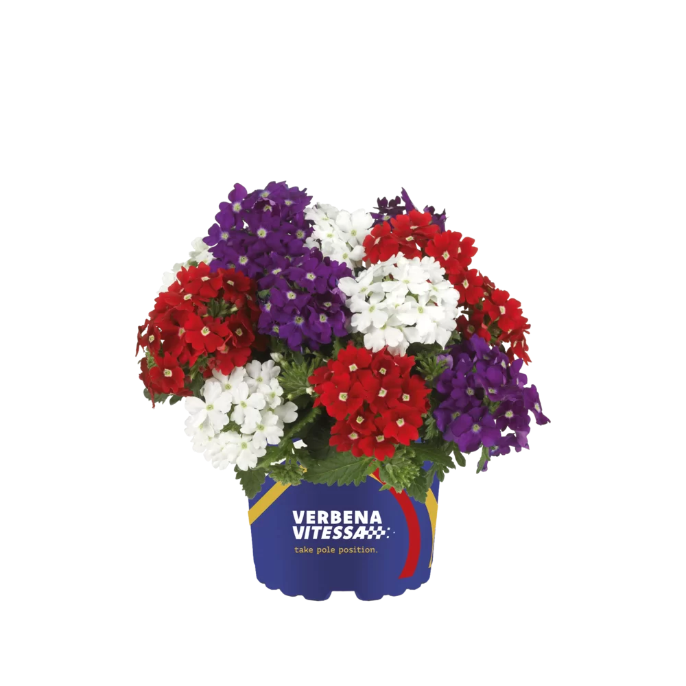 Verbena peruviana Vitessa® Compact Mixmasters® Grand Prix