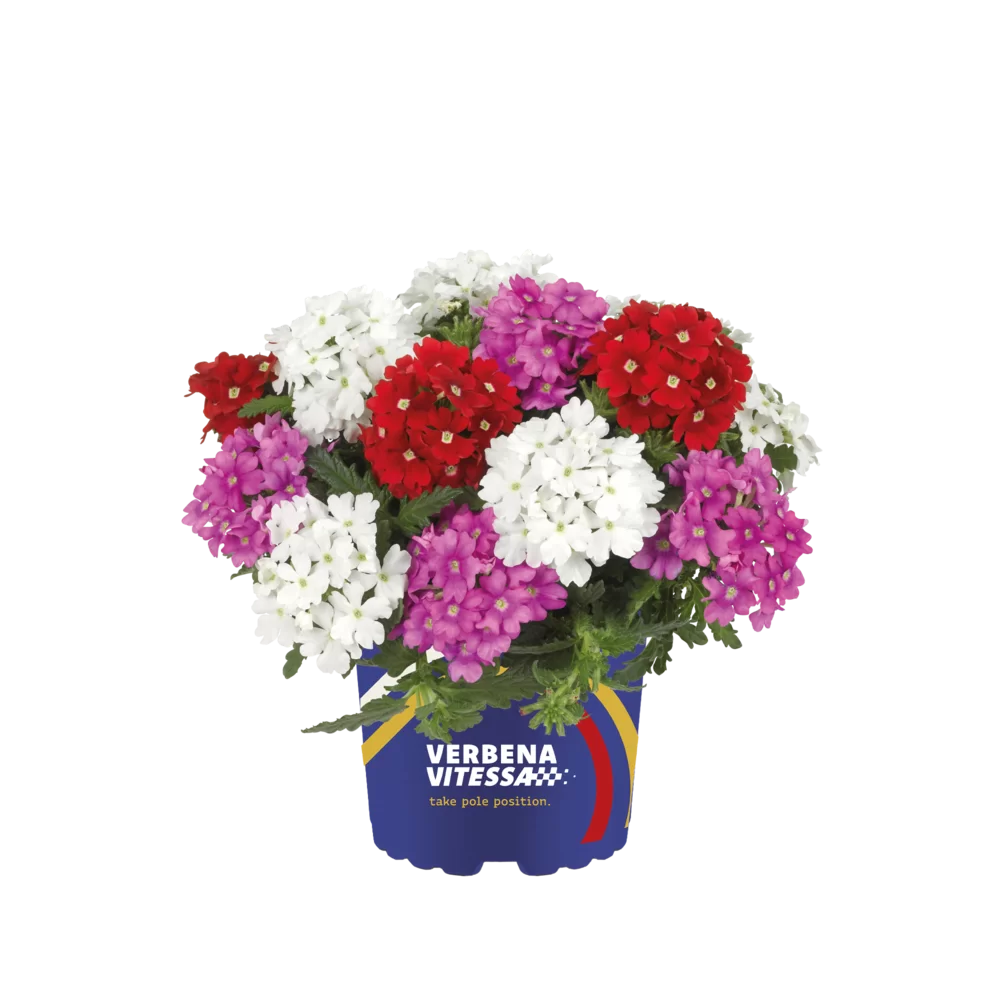 Verbena peruviana Vitessa® Compact Mixmasters® Monaco