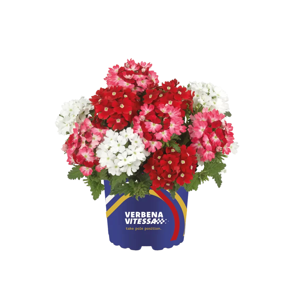Verbena peruviana Vitessa® Compact Mixmasters® Pitstop