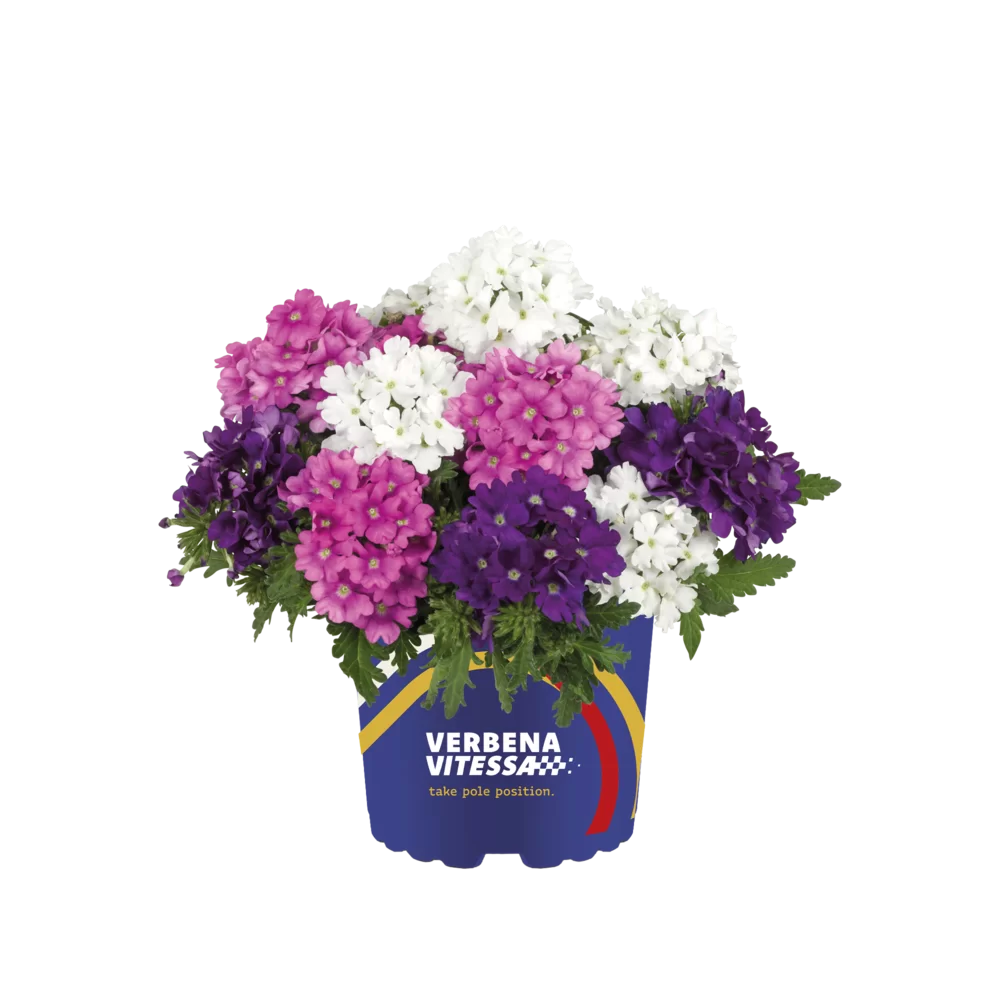 Verbena peruviana Vitessa® Compact Mixmasters® Pole Position