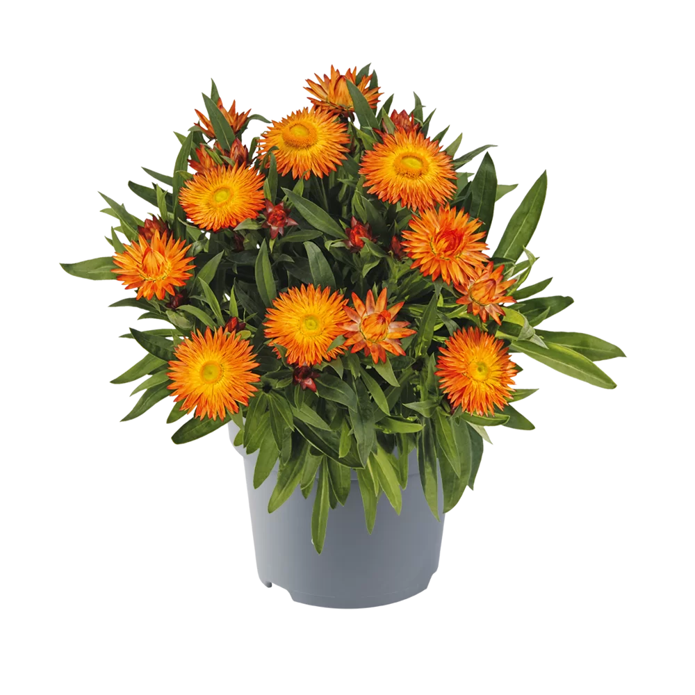 Bracteantha bracteata Crispy Orange Impr.