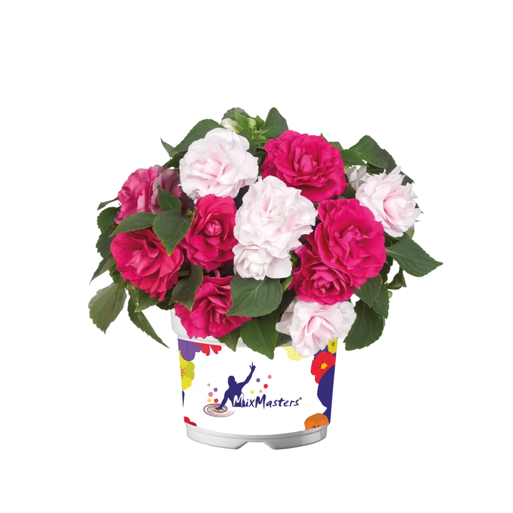 Impatiens walleriana Glimmer™ MixMasters® All that Glimmers