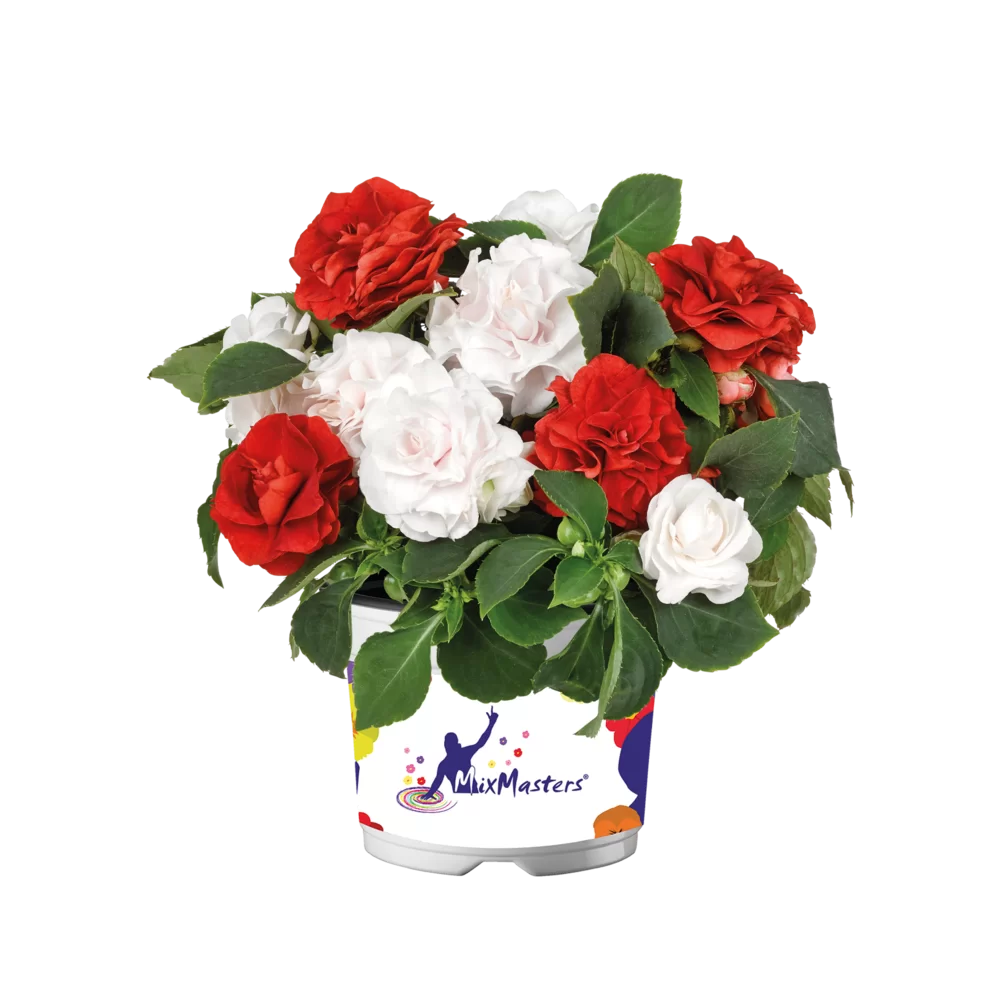 Impatiens walleriana Glimmer™ MixMasters® Glimmerazzi