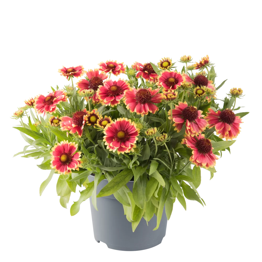 Gaillardia aristata Guapa Cherry Cream