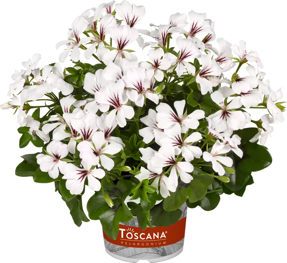 Pelargonium peltatum Balcon Polar Impr.