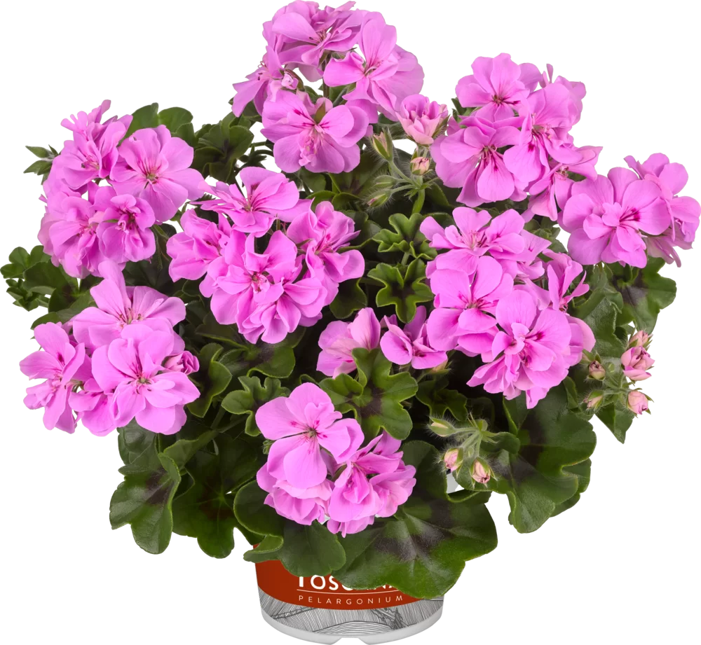Pelargonium peltatum Medio Fleur Lavender