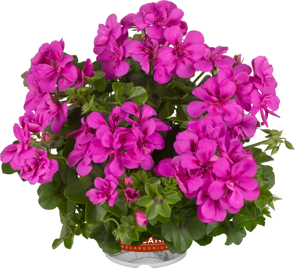 Pelargonium peltatum Sunflair® Amy Amethyst Impr.
