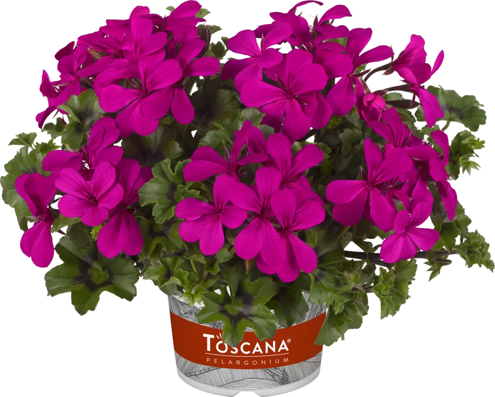 Pelargonium peltatum Villetta Lilac Impr.