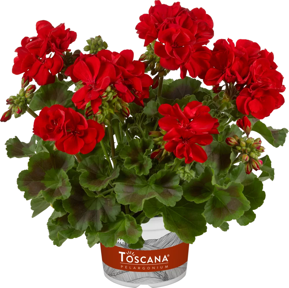 Pelargonium zonale Smart Valerie Dark Red