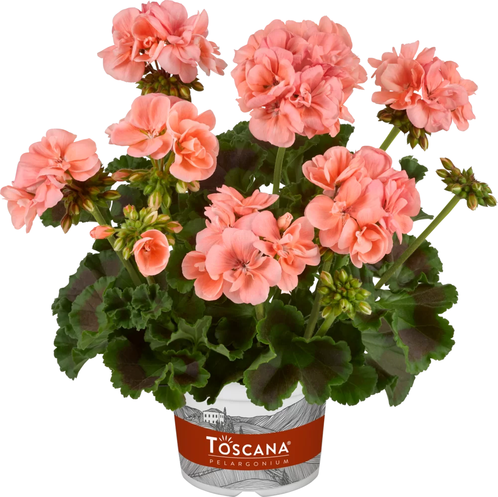 Pelargonium zonale Trend Tine Salmon