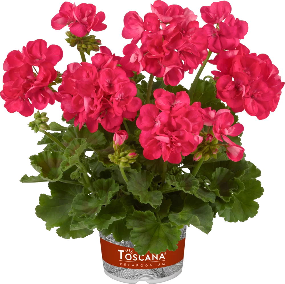 Pelargonium zonale Trend Hanna Impr.
