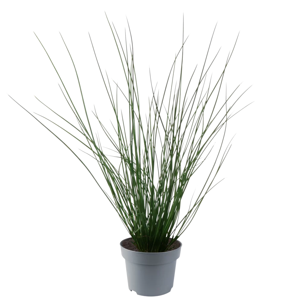 Juncus effusus Blue Dart