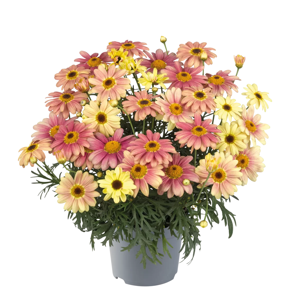 Argyranthemum frutescens Santorini Peach
