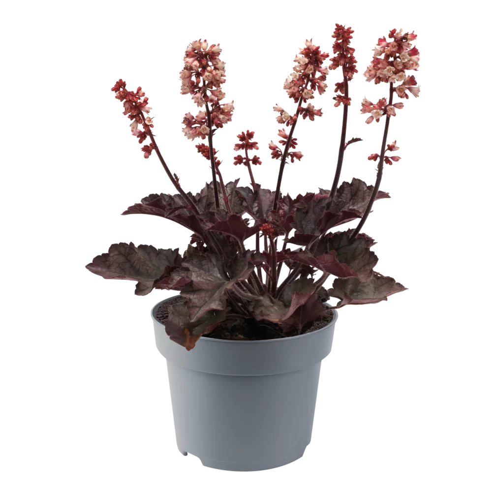 Heuchera sanguinea Heucherette Pink Purple Leaf