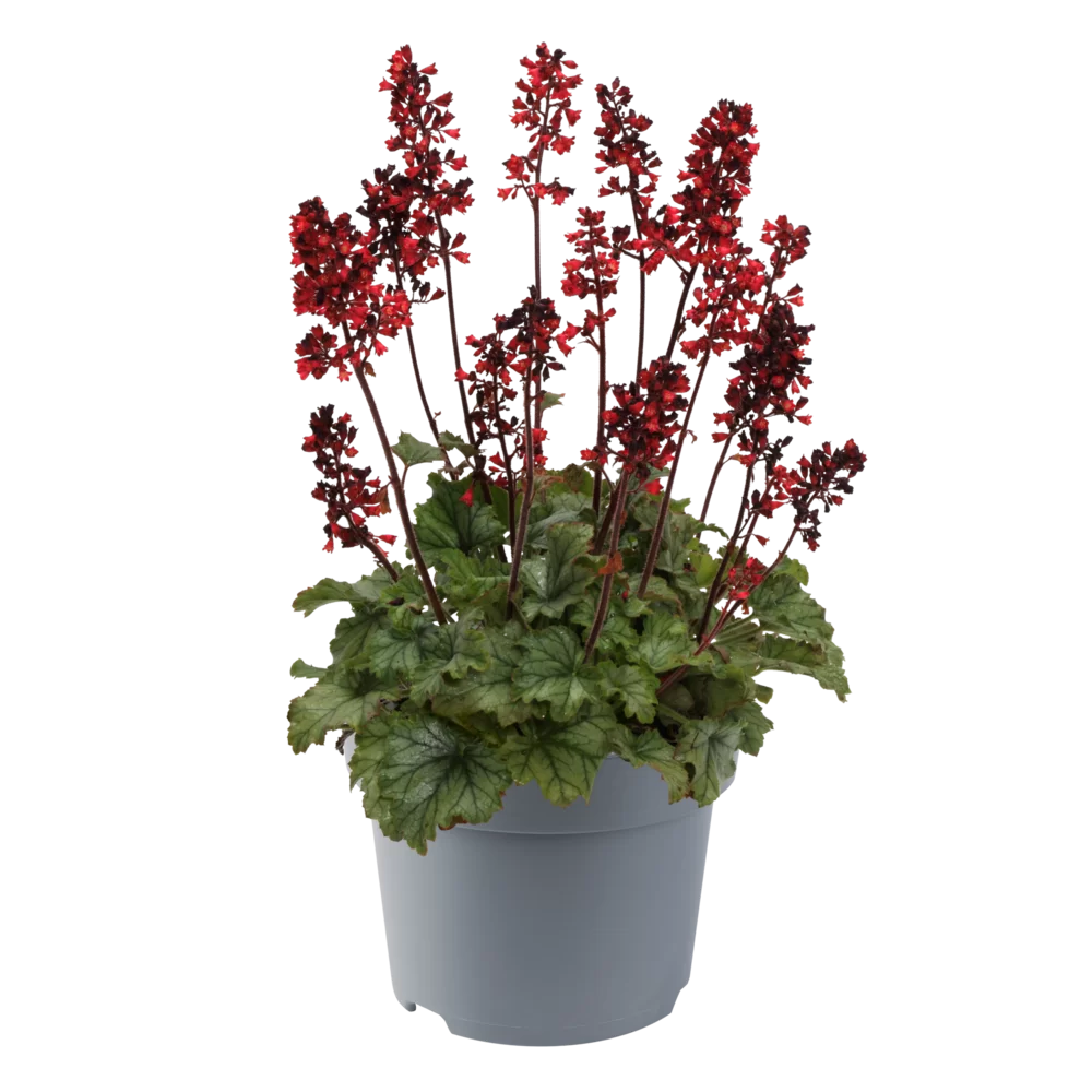Heuchera sanguinea Heucherette Red Green Leaf