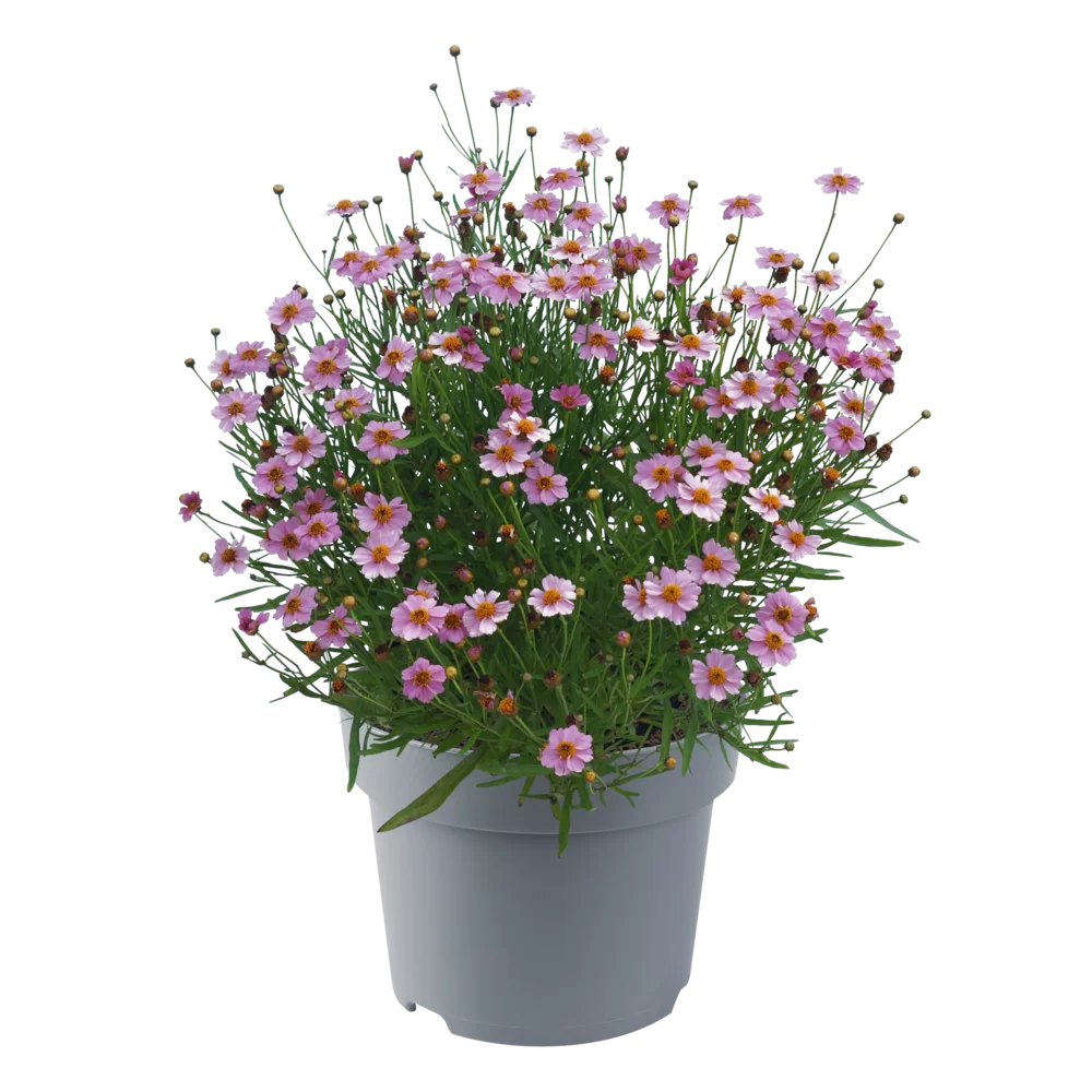 Coreopsis verticillata Twinklebells® Pink