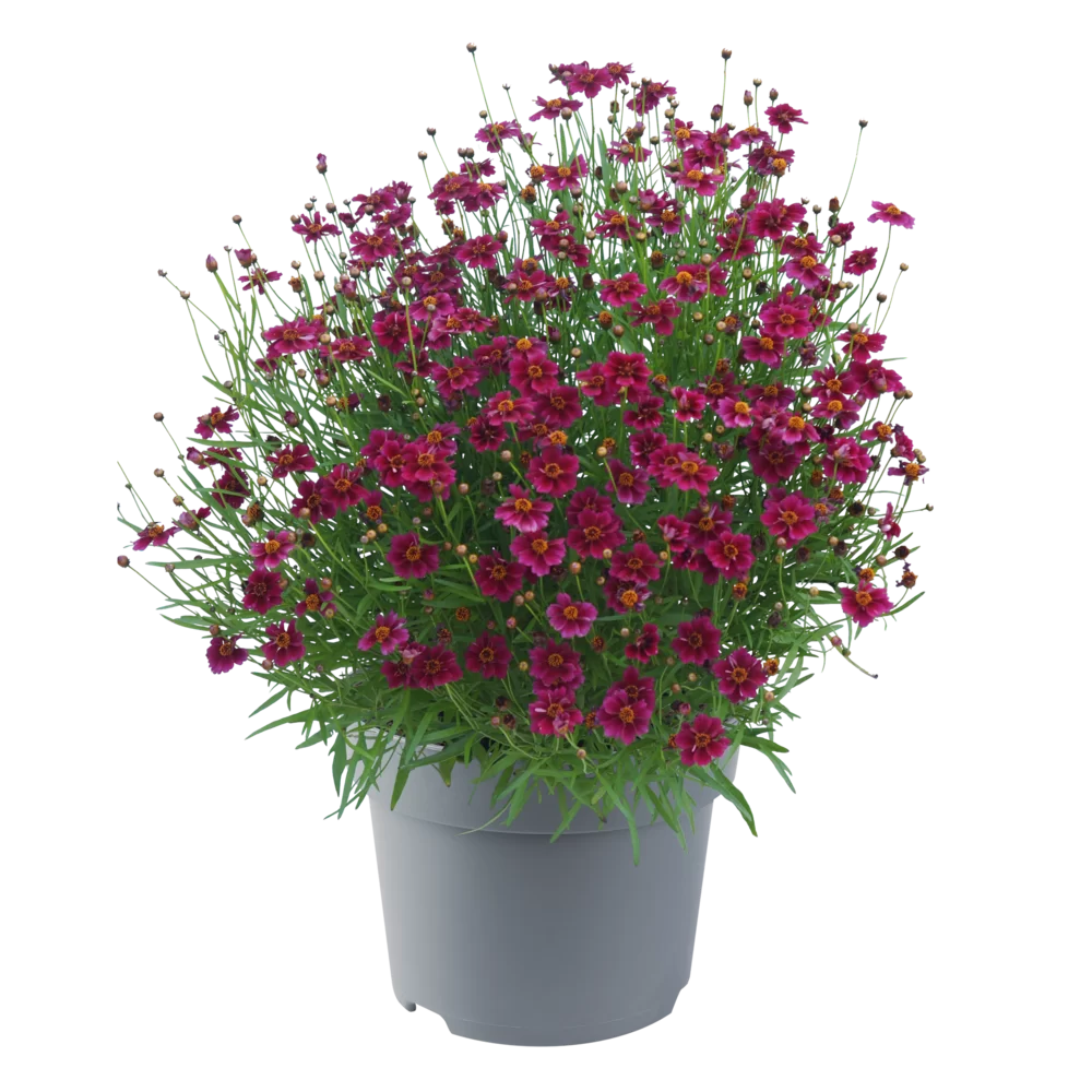 Coreopsis verticillata Twinklebells® Purple