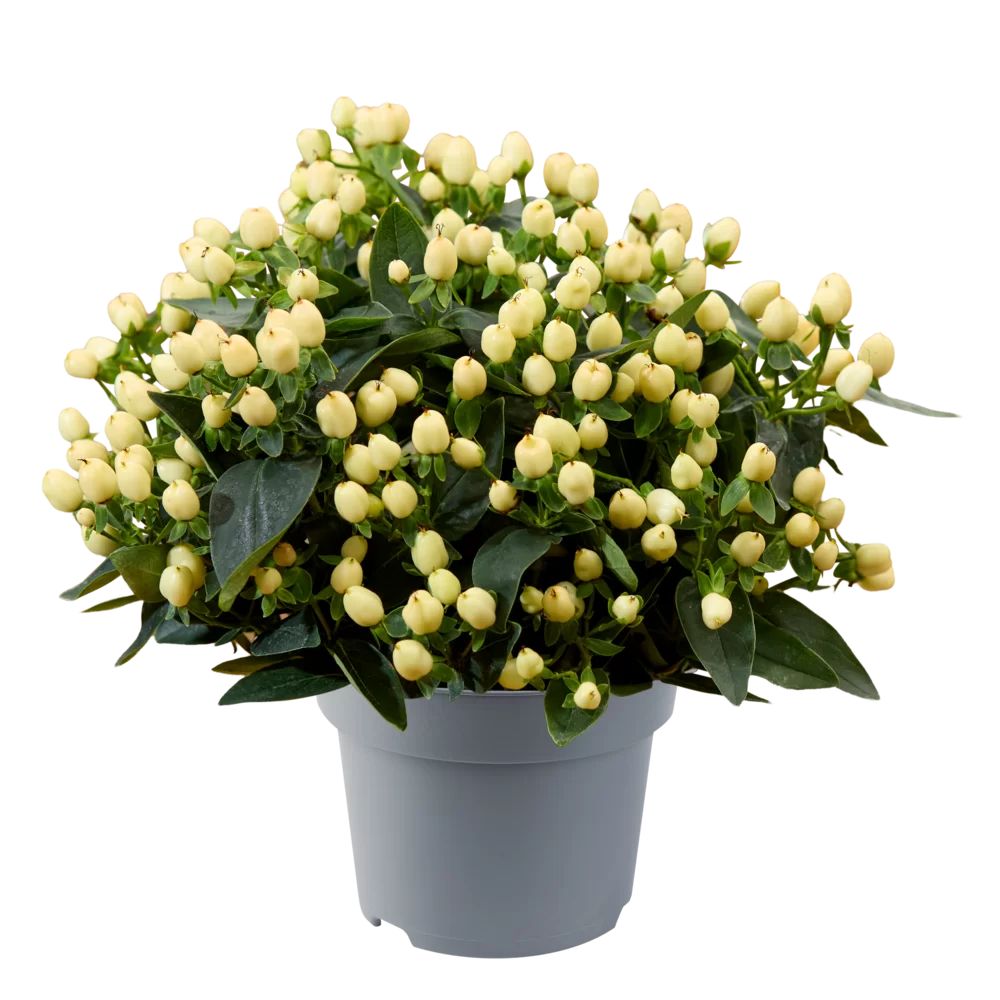 Hypericum androsaemum Pocket Gems® White