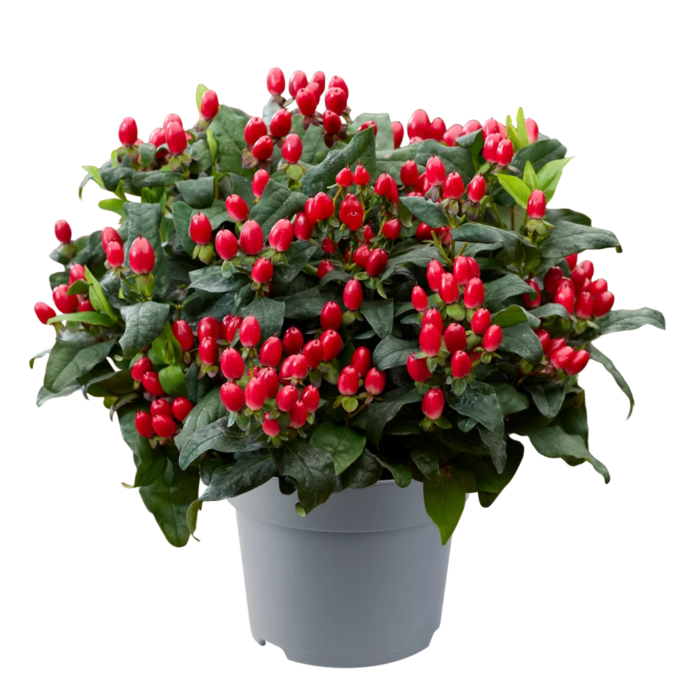 Hypericum androsaemum Pocket Gems® Red