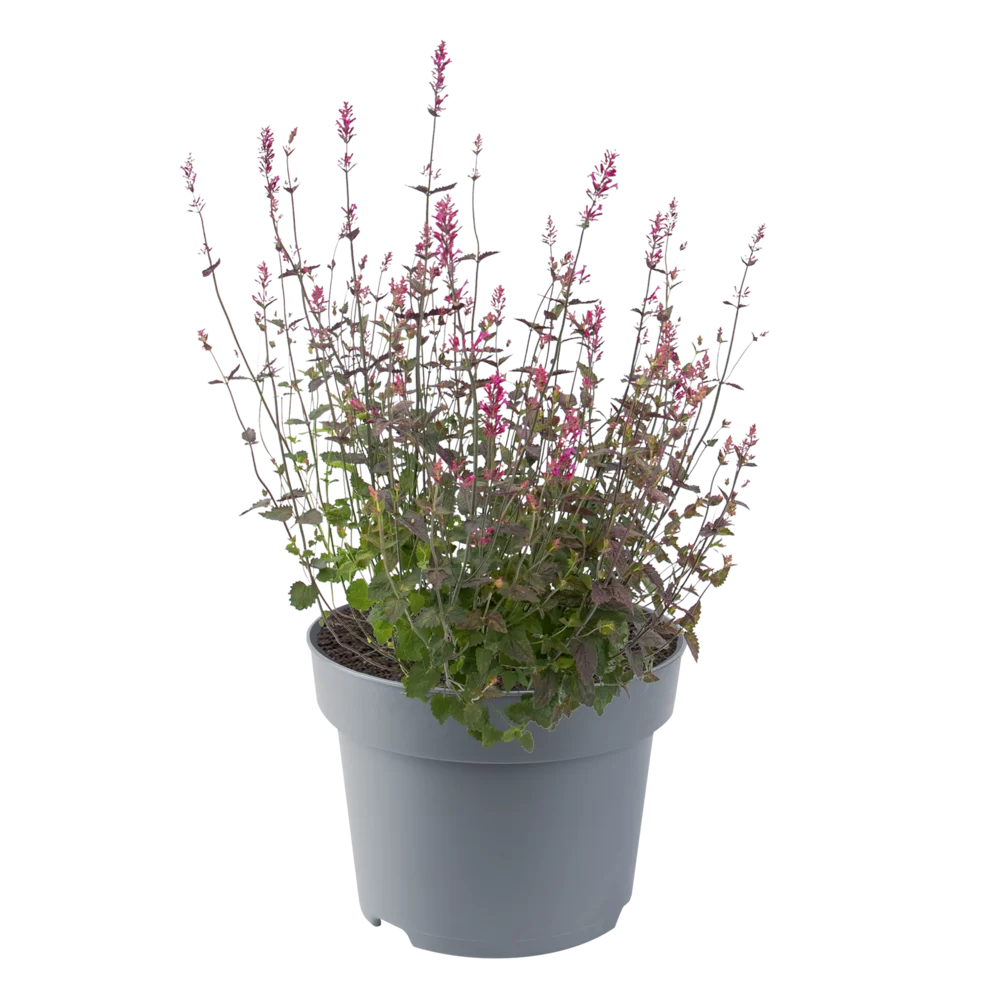 Agastache foeniculum Zuni Purple
