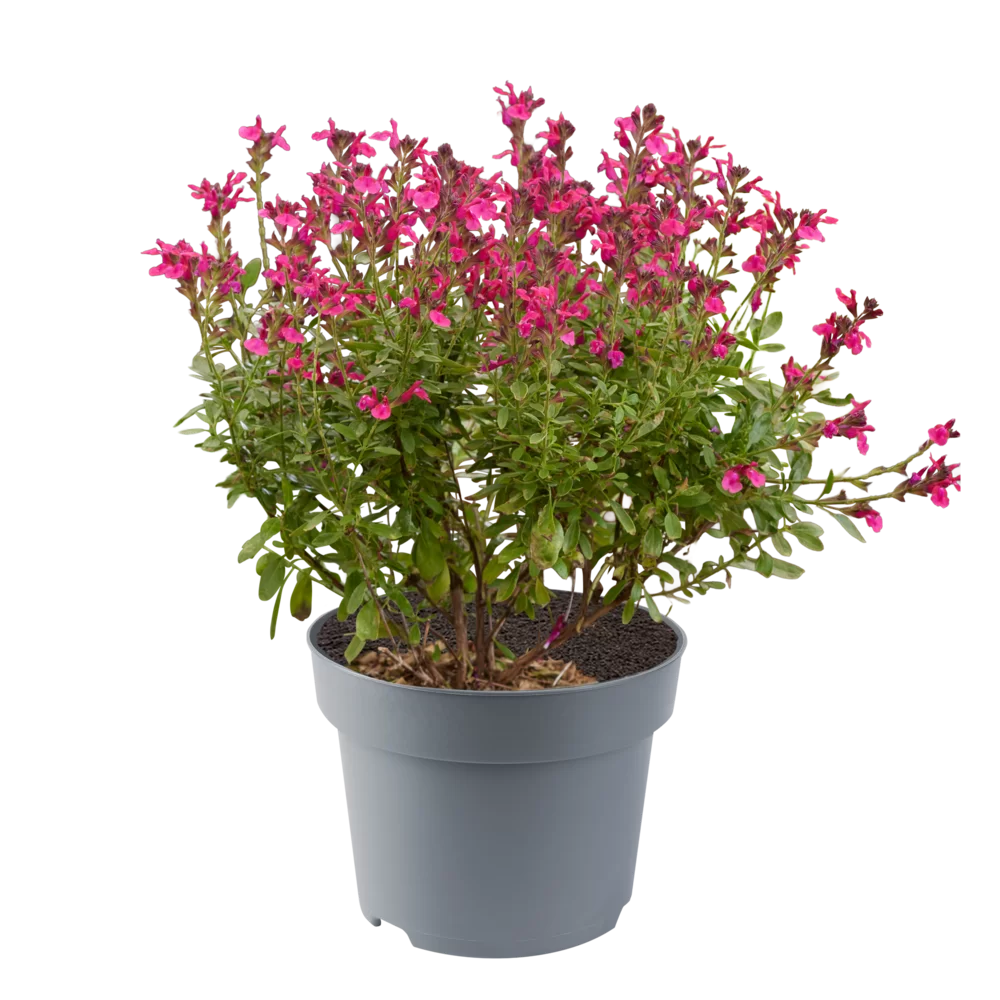 Salvia jamensis Magical® Amazone