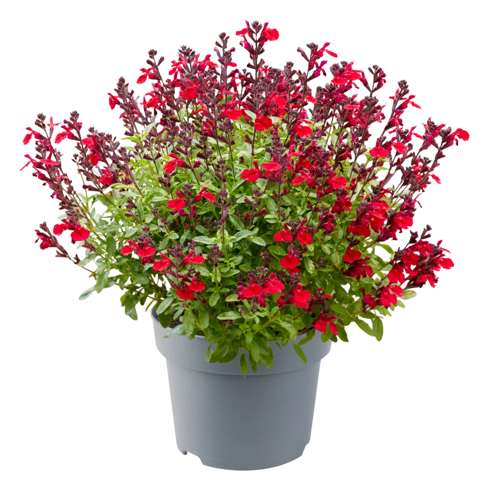 Salvia jamensis Magical® Colorado