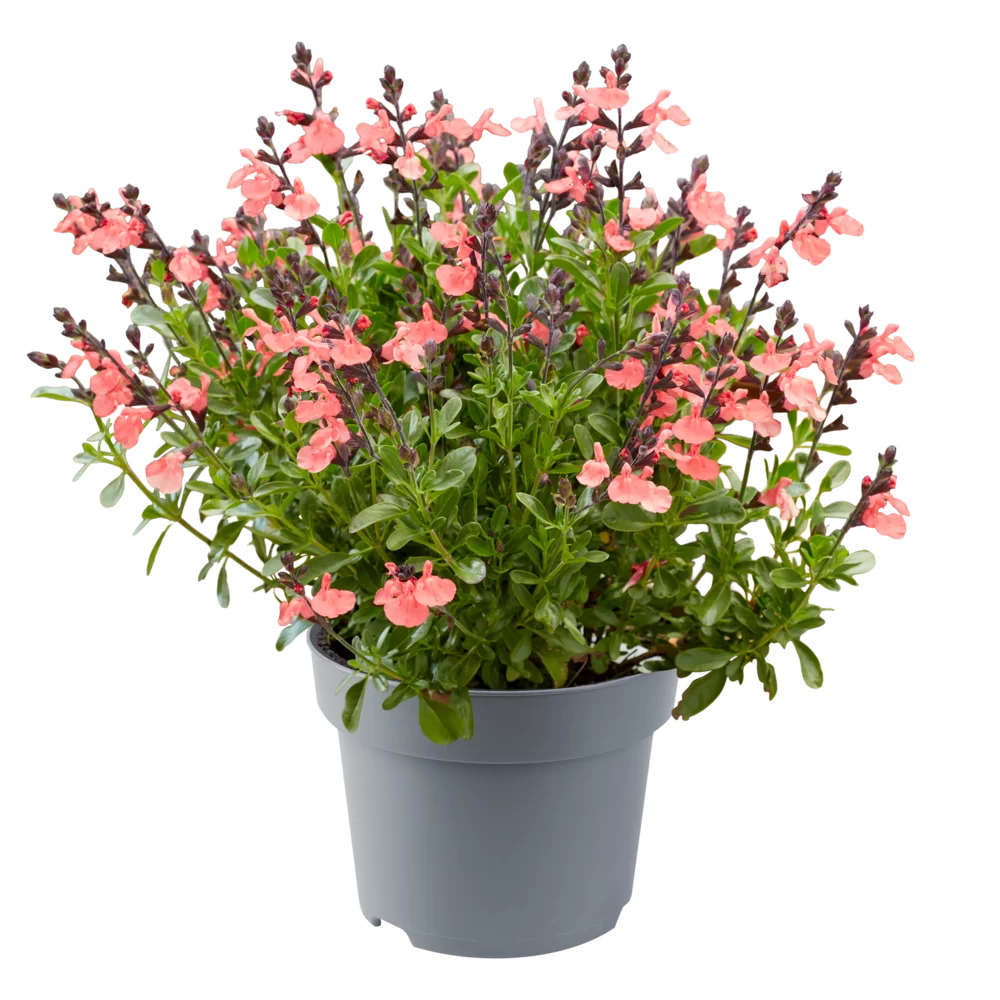 Salvia jamensis Magical® Amoer