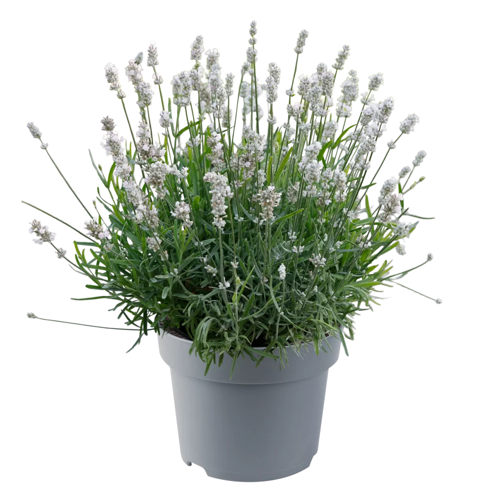 Lavandula angustifolia Essence® White