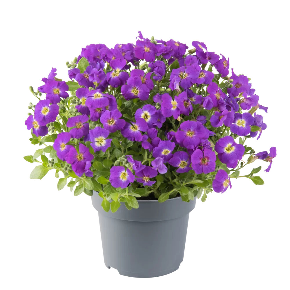 Aubrieta gracilis Florado Purple Eye