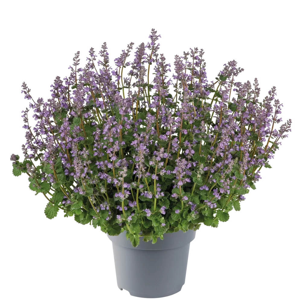 Nepeta faassenii Sky Cats Blue