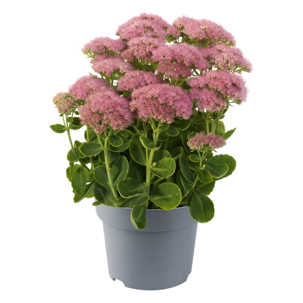 Sedum spectabile Spectacular Pink