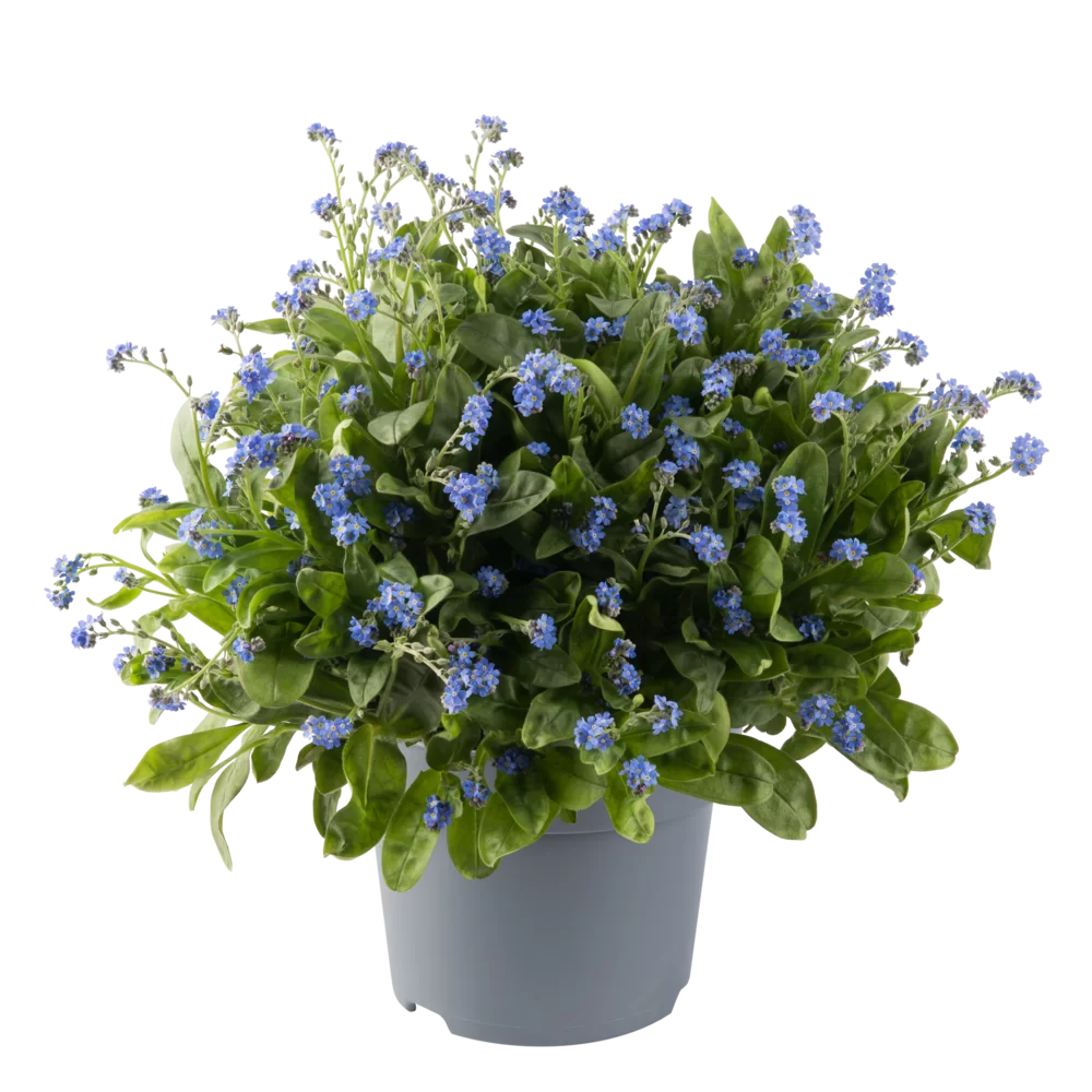 Myosotis sylvatica Mon Amigo Deep Blue