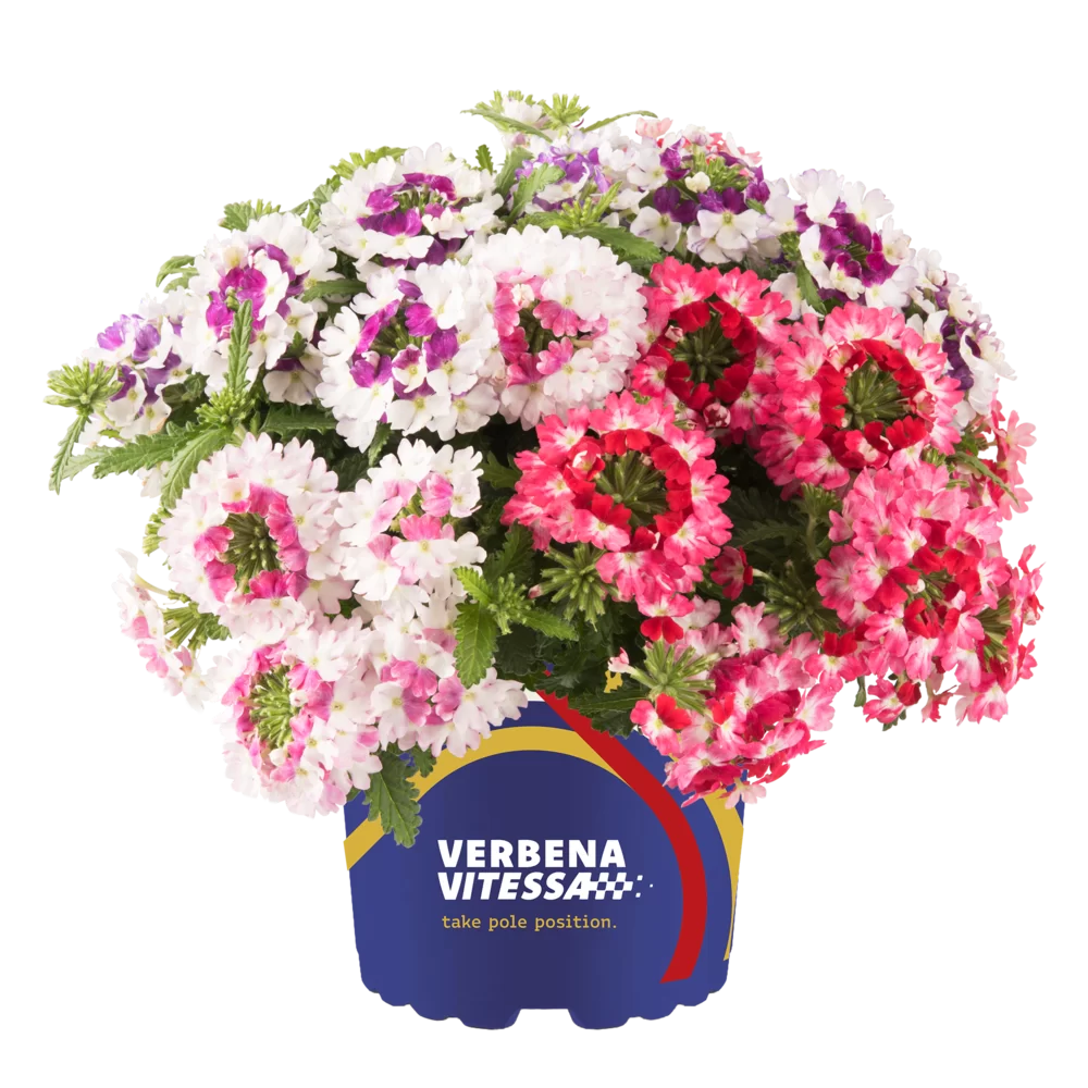 Verbena peruviana Vitessa® Compact Mixmasters® Fast Lane