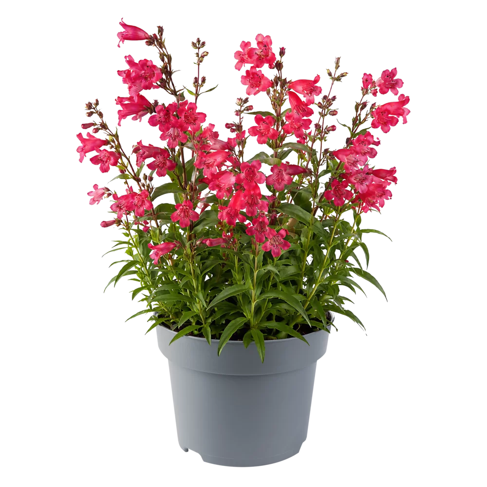Penstemon hartwegii Mountain Treats Red