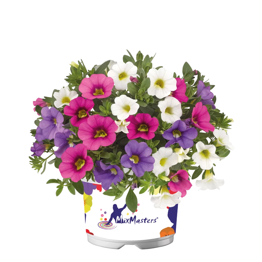Calibrachoa parviflora Cabaret® MixMasters® Laguna Early