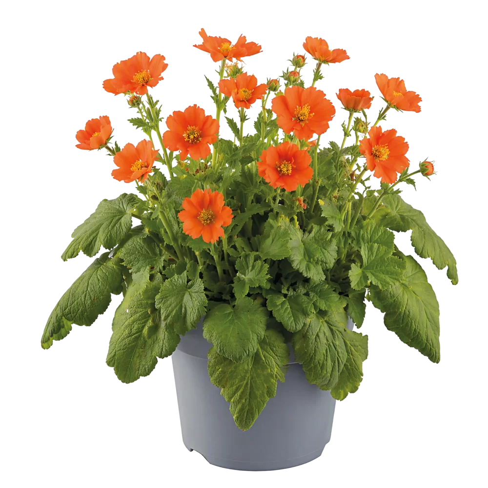 Geum coccineum Tosai Orange