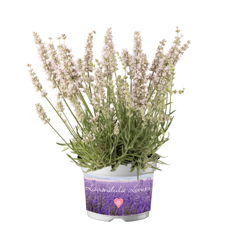 Lavandula angustifolia Lavici® Pink