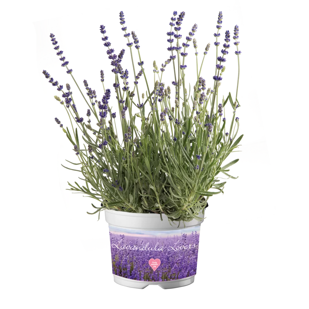 Lavandula angustifolia Lavici® Purple