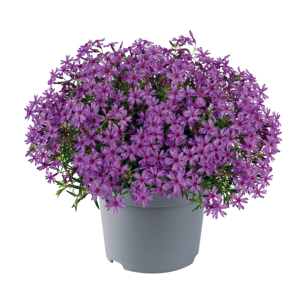 Phlox subulata Fabulous Purple