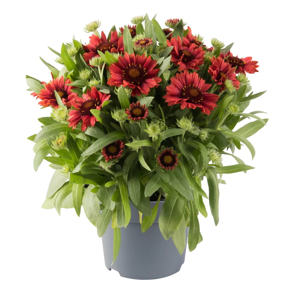 Gaillardia aristata Guapa Red Impr.