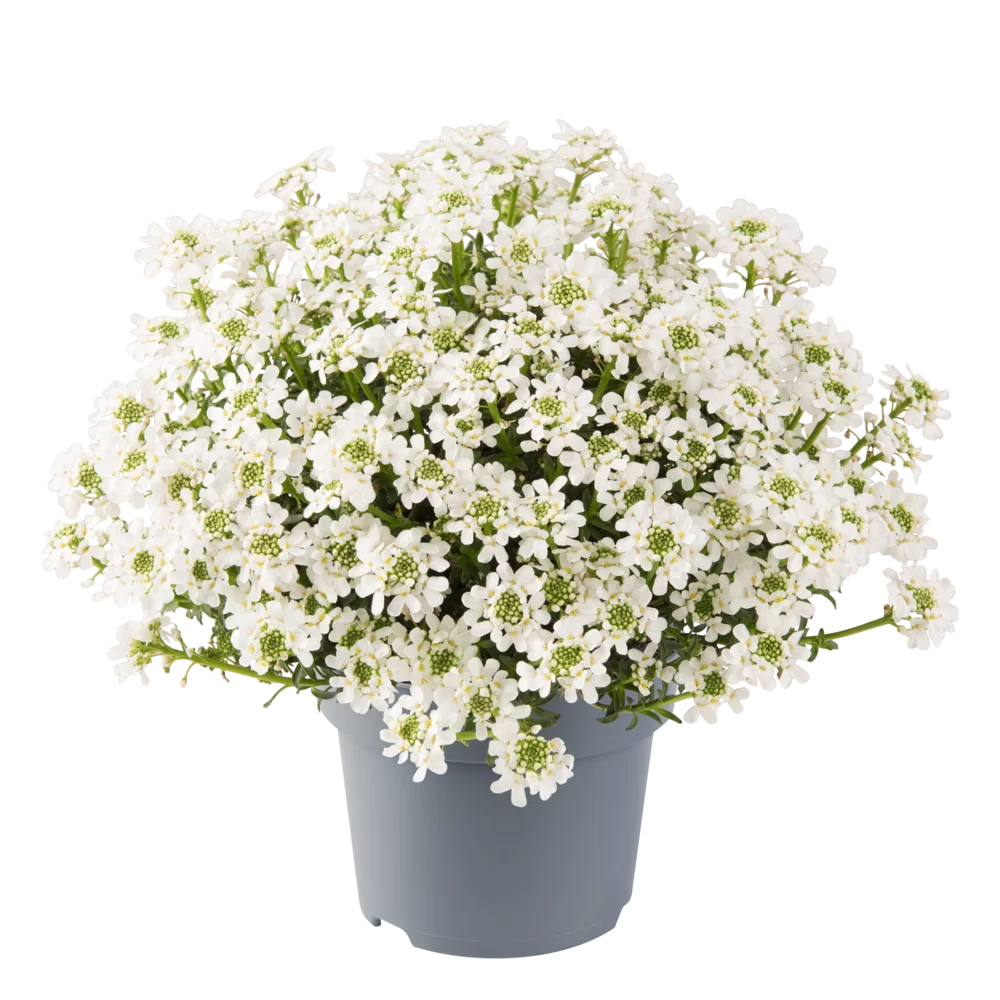 Iberis sempervirens Snowpatrol Mid